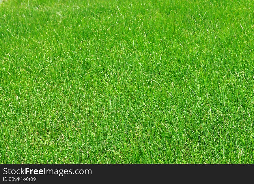 Green grass texture, green background