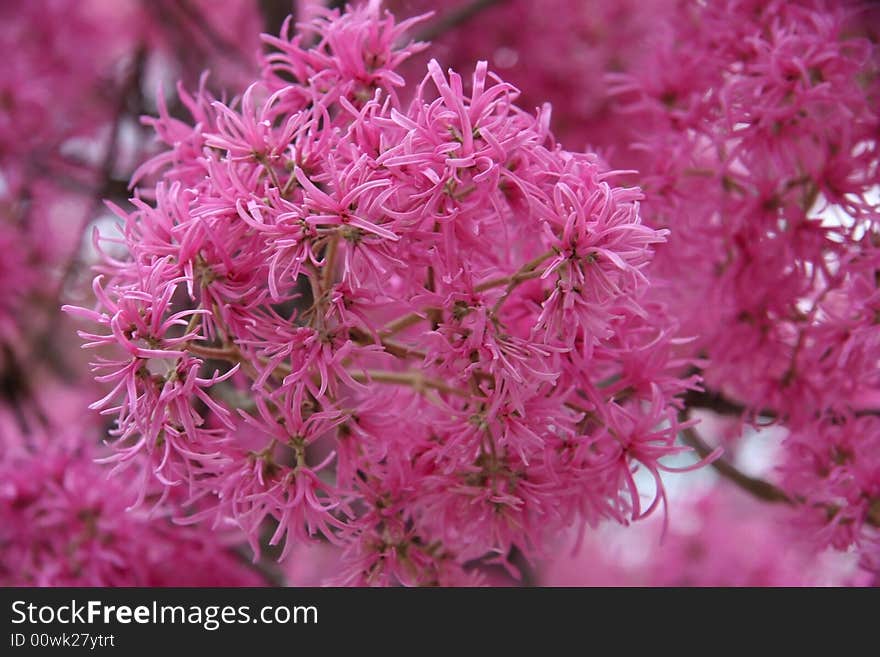 Colorful flowers