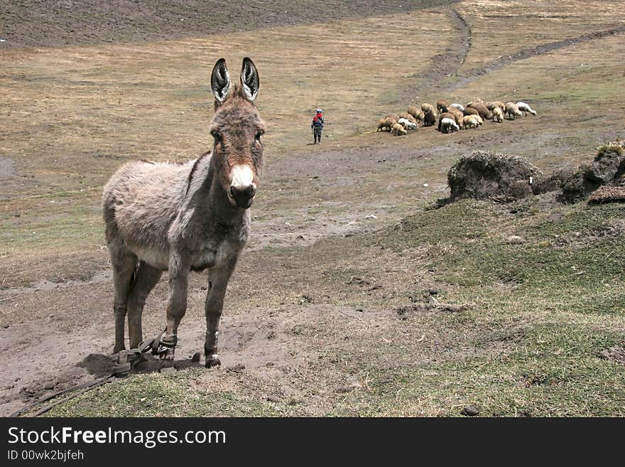 Curious donkey