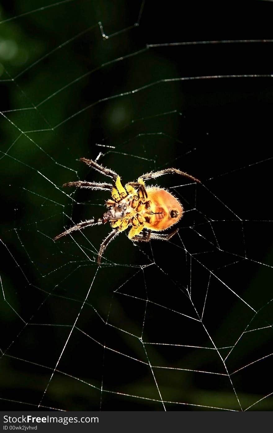 Huge spider isolated from black background. Cuyabeno national park. Ecuador. Huge spider isolated from black background. Cuyabeno national park. Ecuador