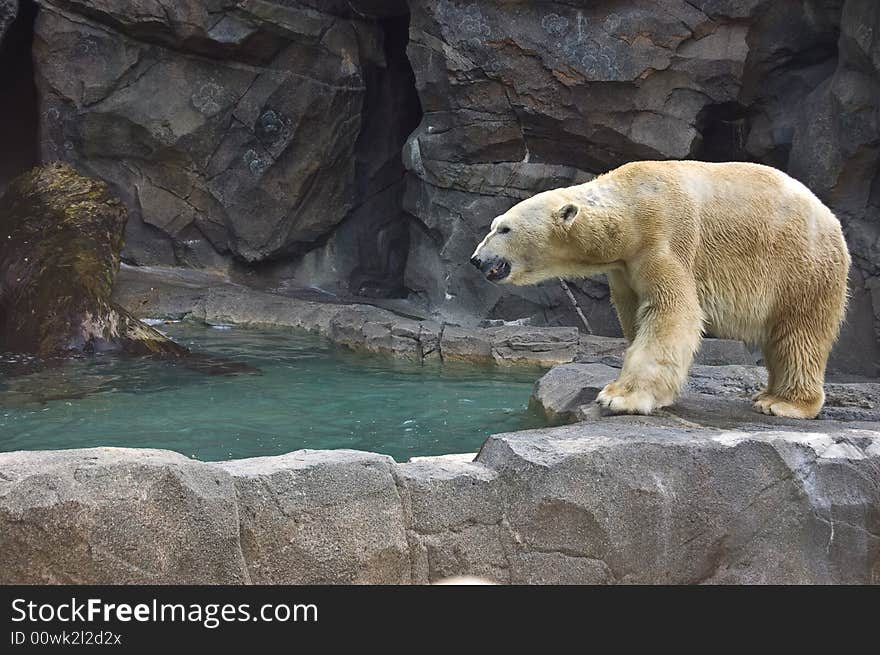 Polar Bear