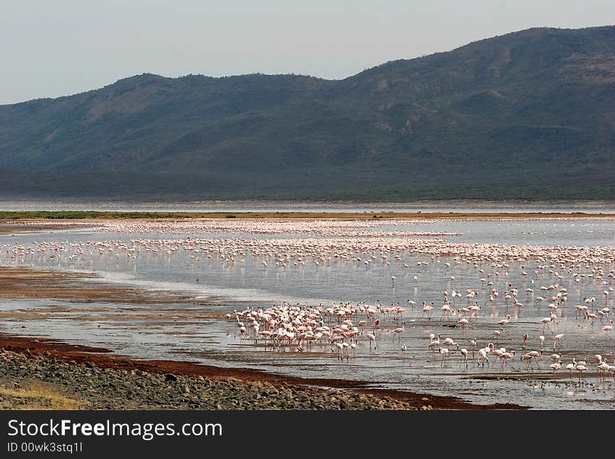 Flamingos wading in water