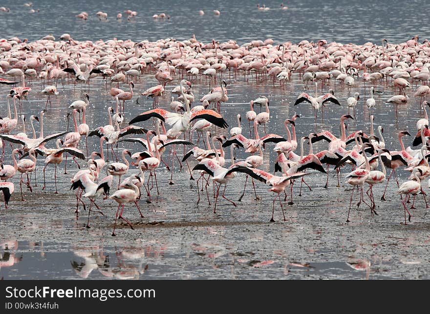 Many Lesser Flamingos wading in water at Lake Bogoria National Park. Kenya