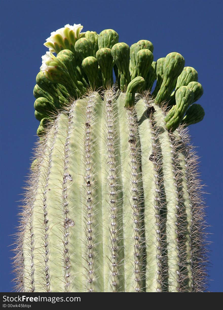 Close shot of a Mexican cactus with blooming top and clear azure sky in background. Mexico.