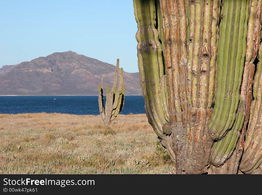 Desert Mexican Landscapes with cacti and ocean with rocky island in background. Mexico. Desert Mexican Landscapes with cacti and ocean with rocky island in background. Mexico