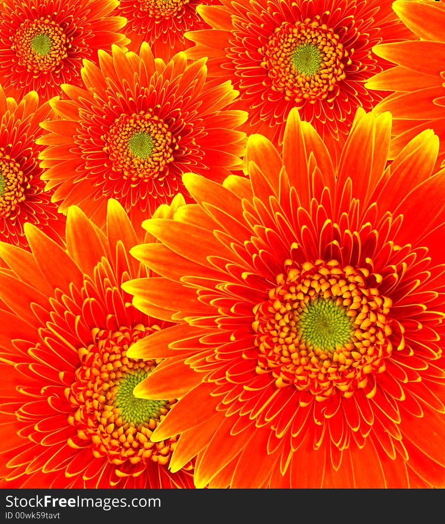 Background formed by several orange gerbera flowers. Background formed by several orange gerbera flowers