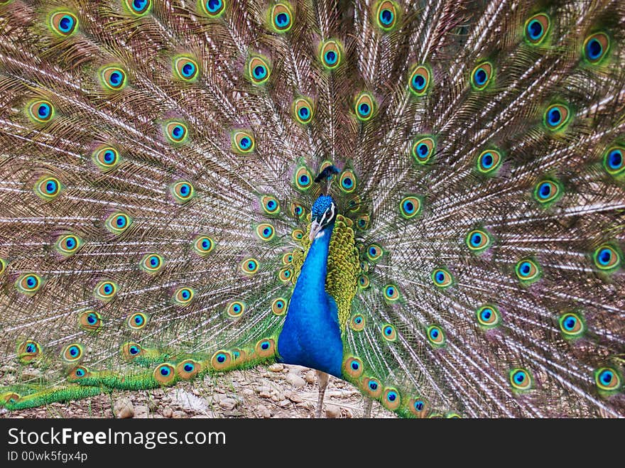 A peacock in his pride