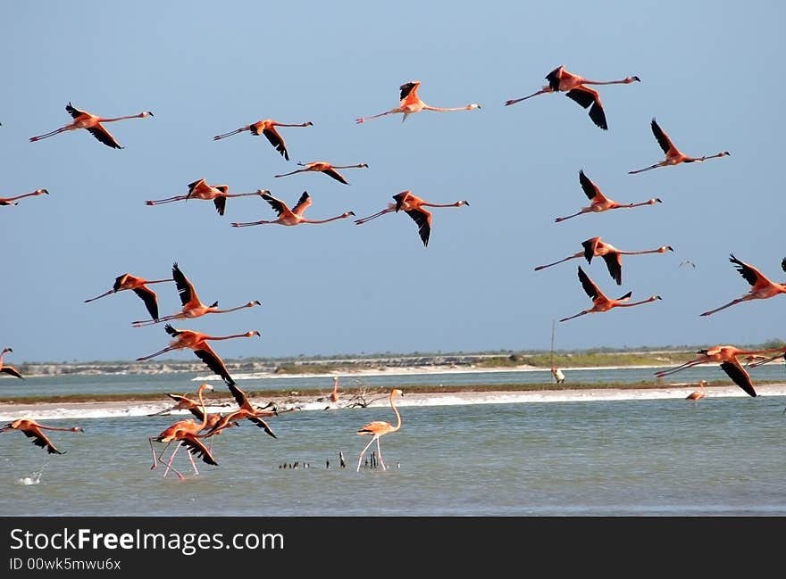 Flamingos flying on the river in Rio Lagartos. Yucatan. Mexico. Flamingos flying on the river in Rio Lagartos. Yucatan. Mexico