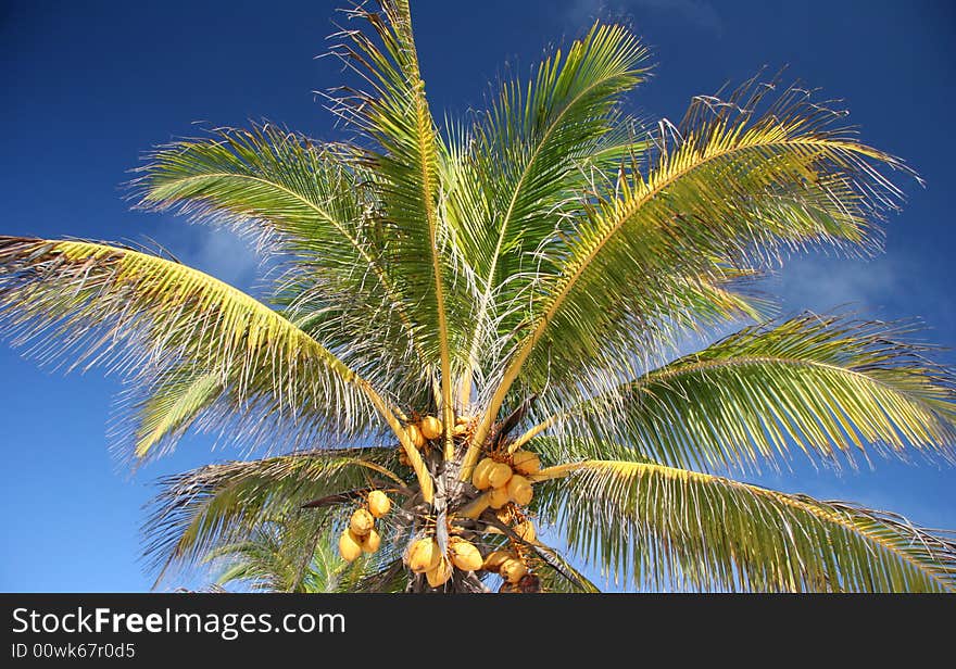 Coconut tree against clear blue sky. Tulum. Yucatan. Mexico