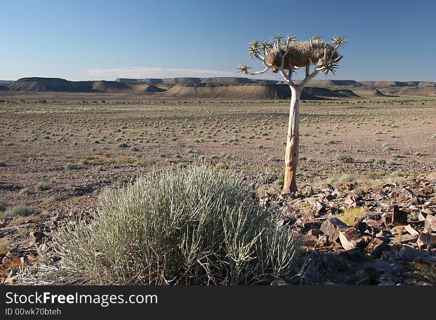 Landscape with quiver tree (Aloe dichotoma).Fish River canyon. South Namibia. Namibia