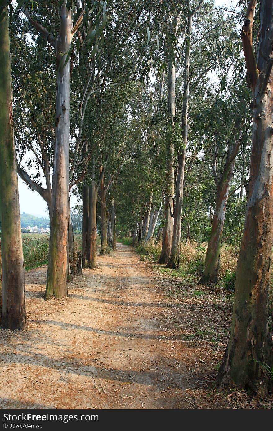 The road in the nam sang wai, Hong kong. The road in the nam sang wai, Hong kong