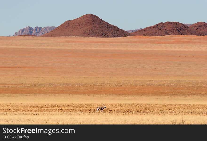 Gemsbok antelope in desert