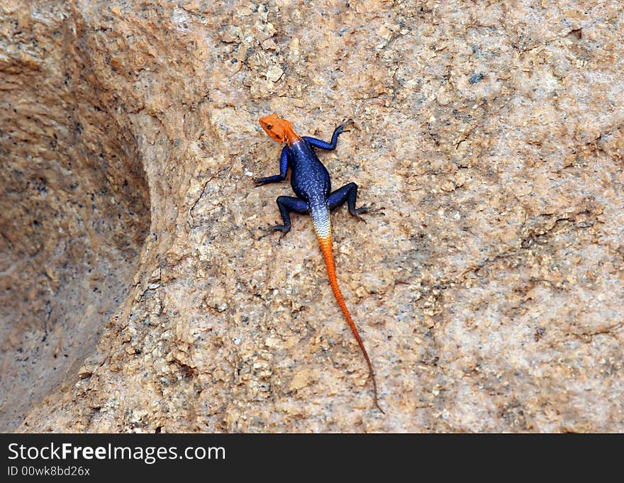 Desert scene with a colorful lizard sunbathing on a rock. Namibia