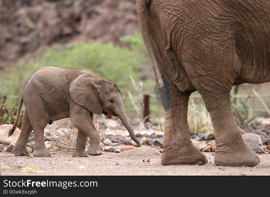 African Desert scene with Cute Elephant Calf behind Elephant Cow. Namibia