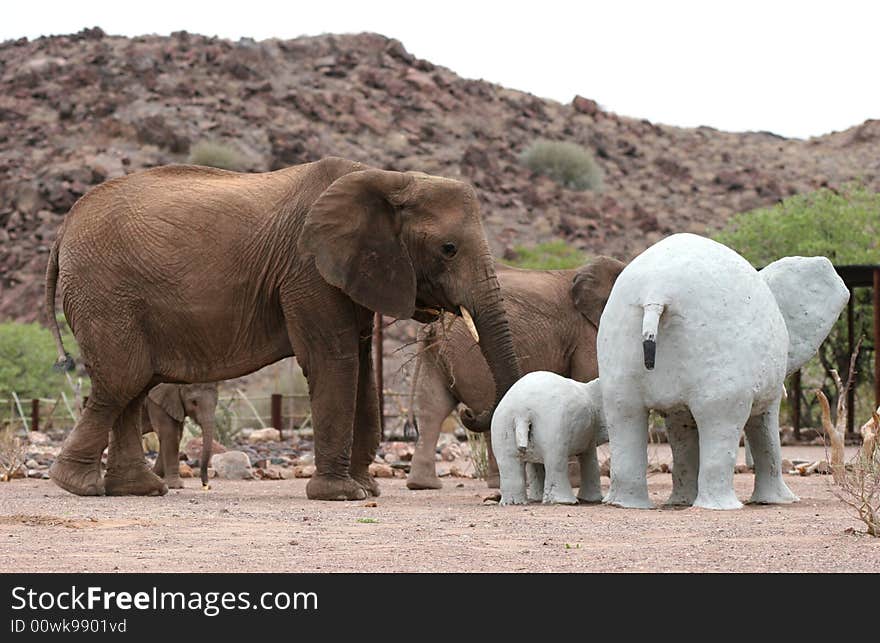 Desert Elephants in Twyfelfontein Camping grounds. Namibia