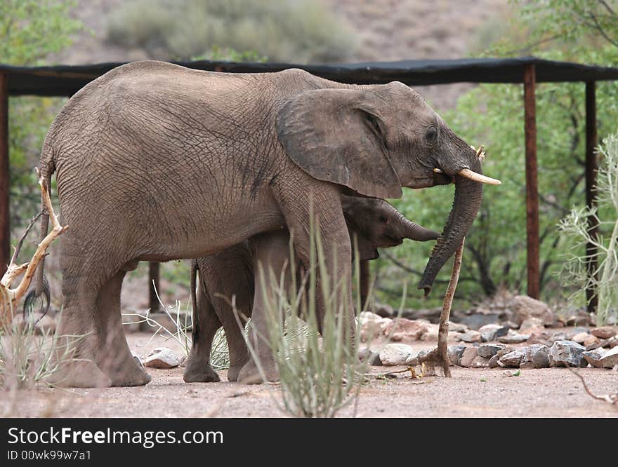 Desert Elephants in Twyfelfontein Camping grounds. Namibia