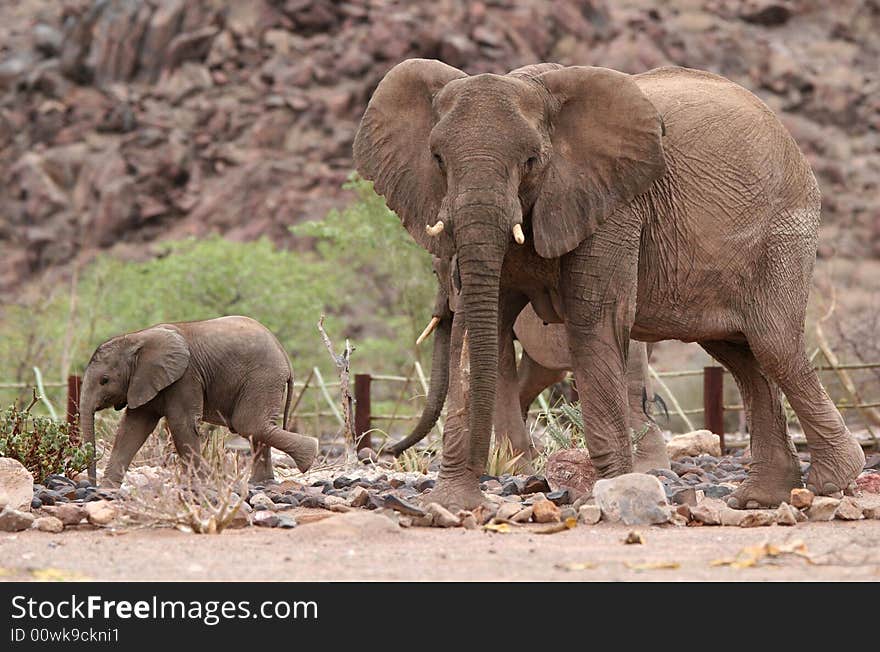 Desert elephants in the camping ground. Scene with Cute Elephant Calf and Elephant Cow. Namibia