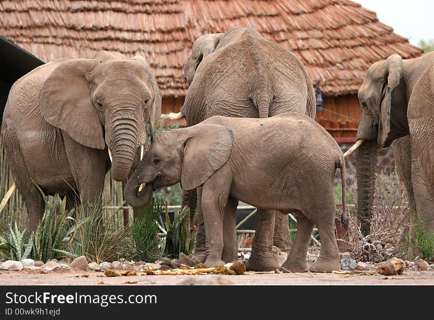 African scene with Desert Elephants in Twyfelfontein Camping grounds. Namibia