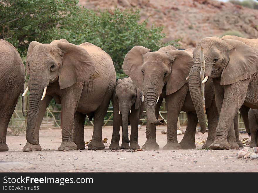 African scene with Desert Elephants in Twyfelfontein Camping grounds. Namibia