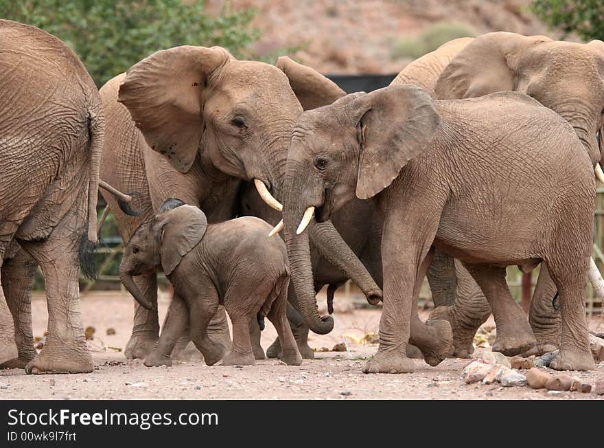 African scene with Desert Elephants in Twyfelfontein Camping grounds. Namibia