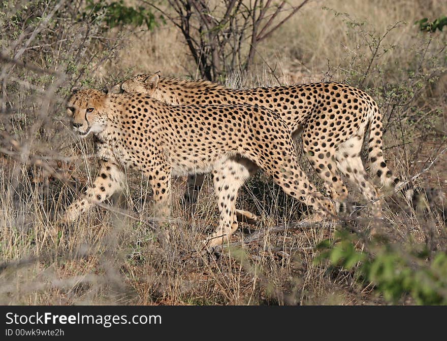 Cheetah (Acinonyx jubatus) curiously looking at camera. Etosha national park. Namibia. Cheetah (Acinonyx jubatus) curiously looking at camera. Etosha national park. Namibia