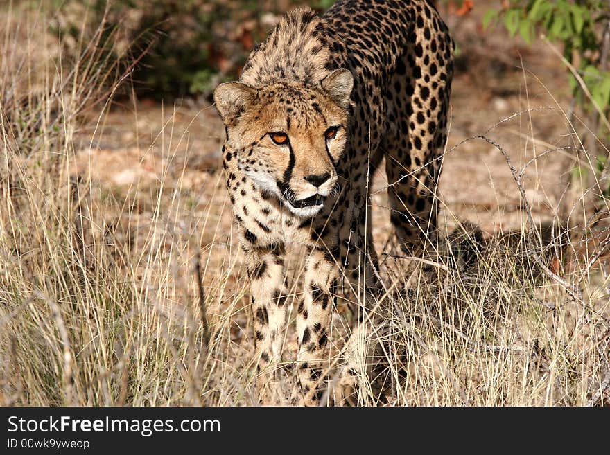 Cheetah (Acinonyx jubatus) curiously looking around. Etosha national park. Namibia. Cheetah (Acinonyx jubatus) curiously looking around. Etosha national park. Namibia