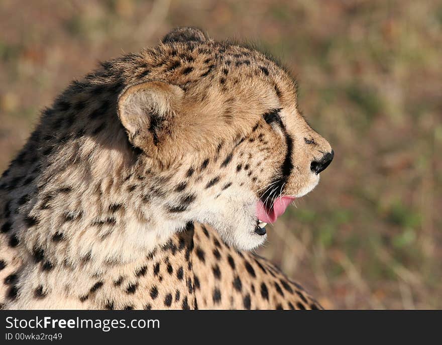 Close shot of a Cheetah (Acinonyx jubatus) licking around muzzle. Etosha national park. Namibia. Close shot of a Cheetah (Acinonyx jubatus) licking around muzzle. Etosha national park. Namibia