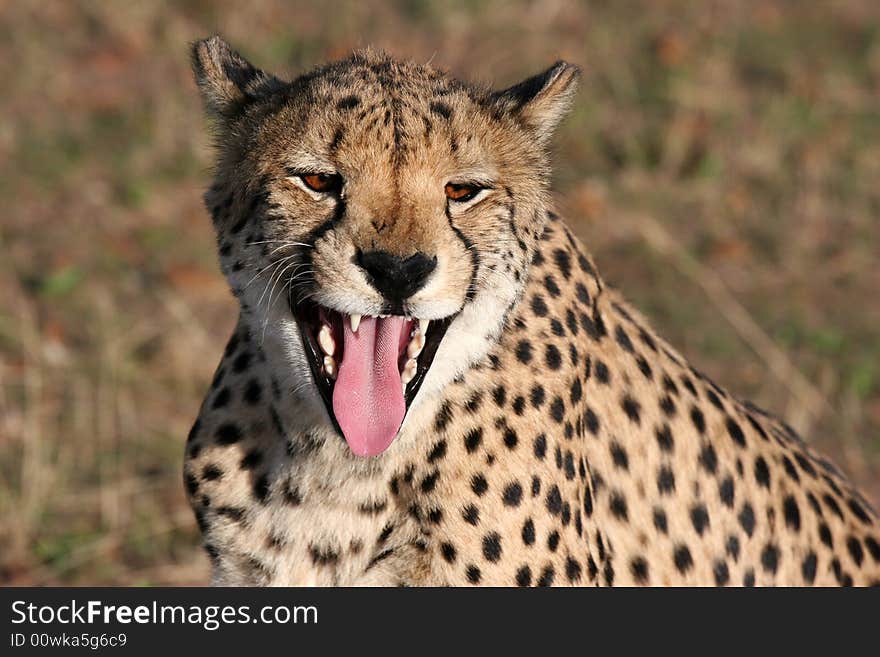 Close shot of a Cheetah (Acinonyx jubatus) with open muzzle, showing teeth and tongue. Etosha national park. Namibia. Close shot of a Cheetah (Acinonyx jubatus) with open muzzle, showing teeth and tongue. Etosha national park. Namibia