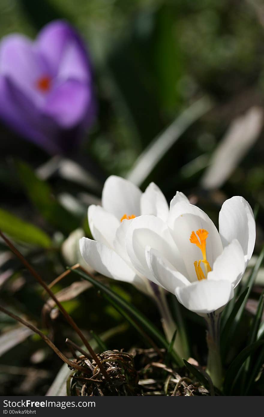 A close-up photo of crocus. Floral background.