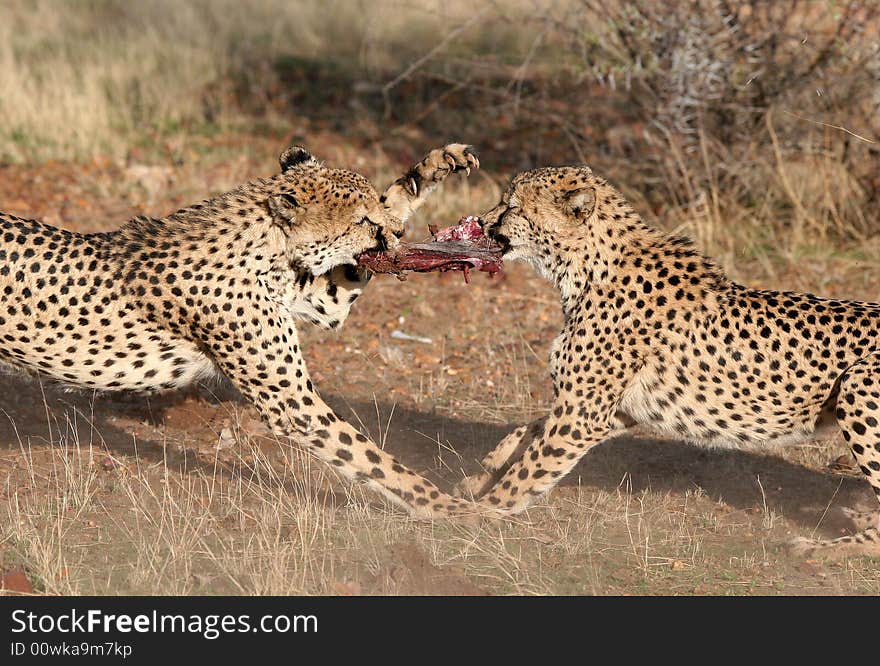 Cheetah (Acinonyx jubatus) fighting for best piece of meat. Etosha national park. Namibia. Cheetah (Acinonyx jubatus) fighting for best piece of meat. Etosha national park. Namibia