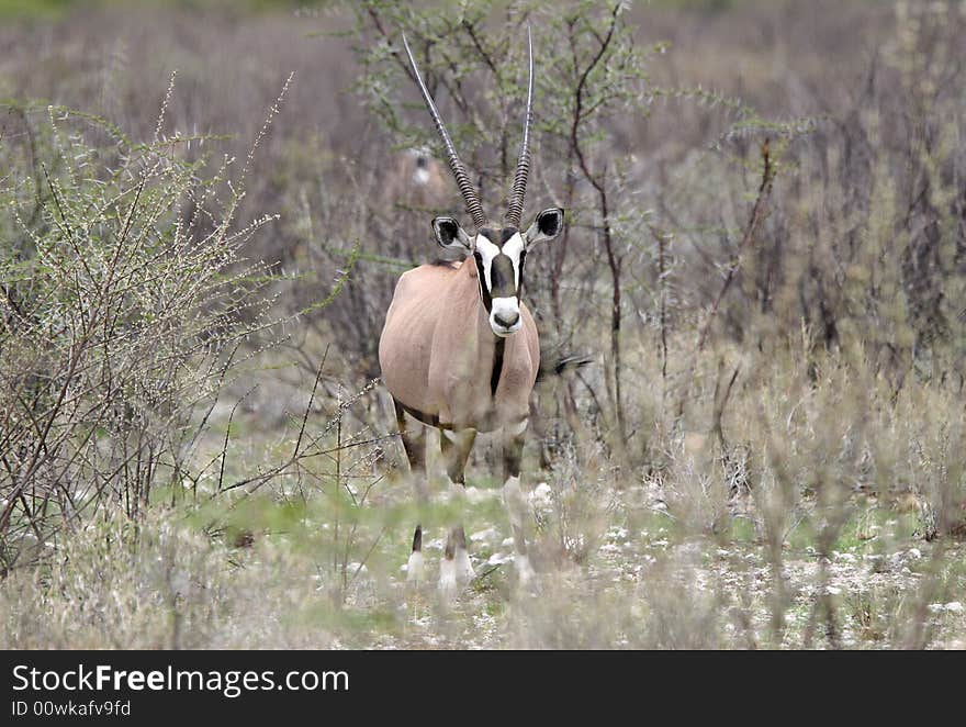 Curious oryx antelope in the african bushland looking at the camera. Namibia