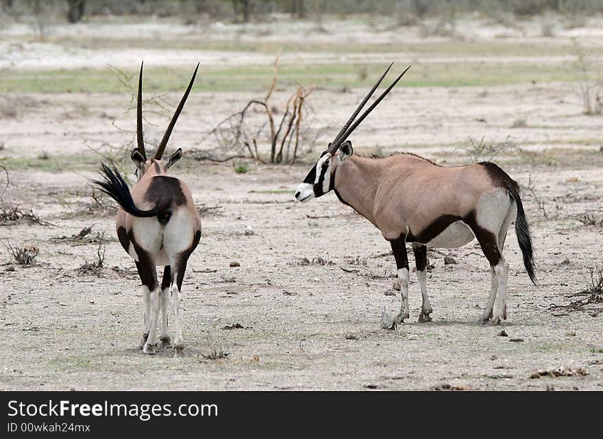 Two Oryx antelopes in the African bushland. Namibia