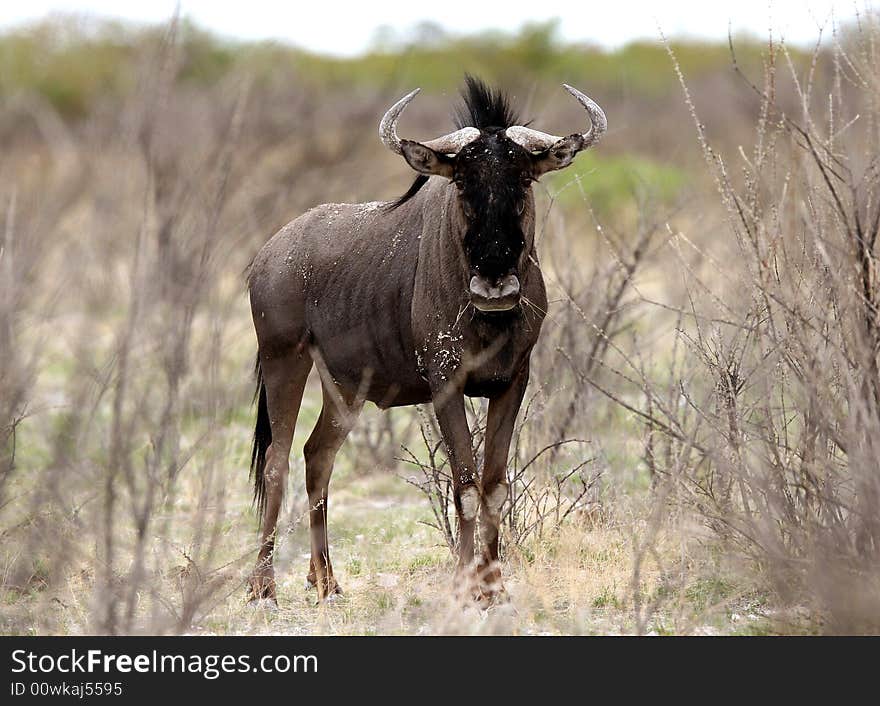 Wildebeest curiously looking