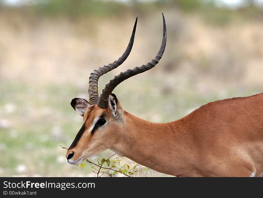 Close shot of a Springbok antelope (Antidorcas marsupialis). Etosha national park. Namibia.