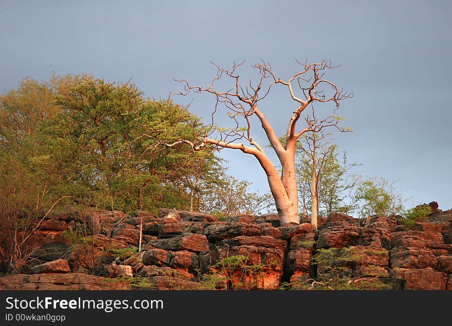 Feature land with typical vegetation in sunset colors. Etosha national park. Namibia. Feature land with typical vegetation in sunset colors. Etosha national park. Namibia.