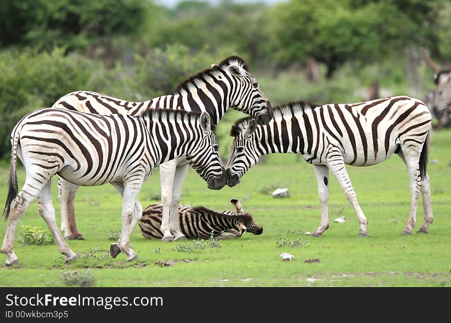 Herd Burchell's zebras in a grassland. Etosha National Park. Namibia