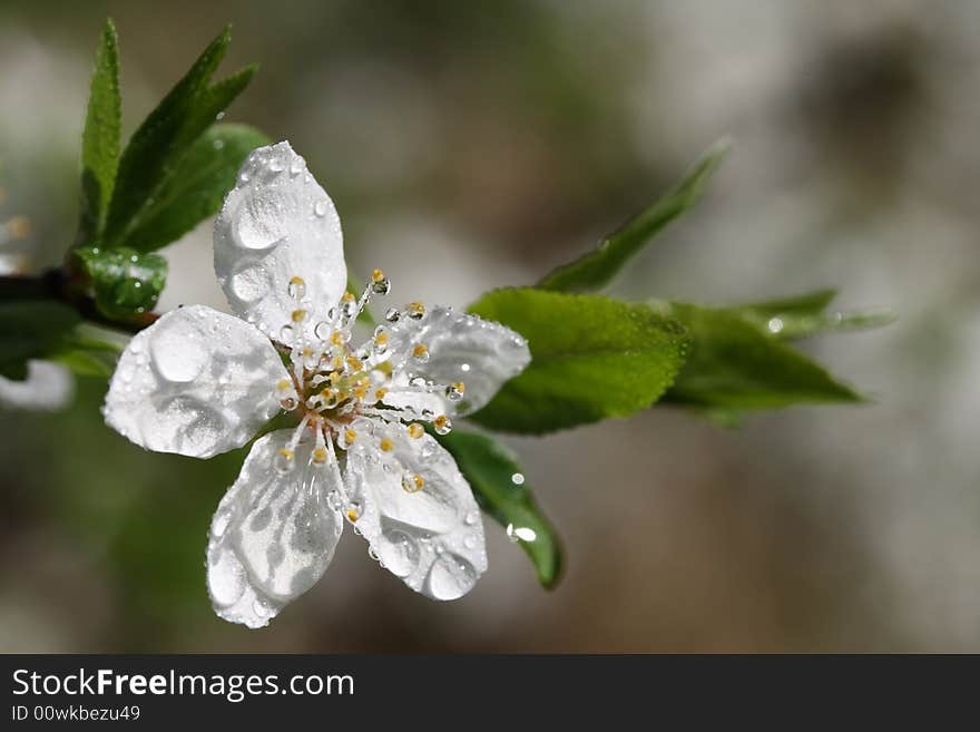 A close-up photo of a spring flower with water drops.