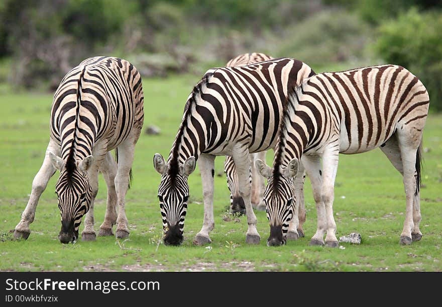 Zebras feeding with grass