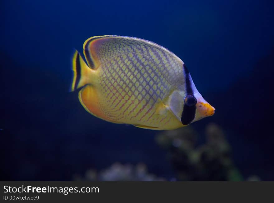 The Latticed Butterflyfish, also known as Raffle's Butterflyfish (Chaetodon rafflesi). The Latticed Butterflyfish, also known as Raffle's Butterflyfish (Chaetodon rafflesi).