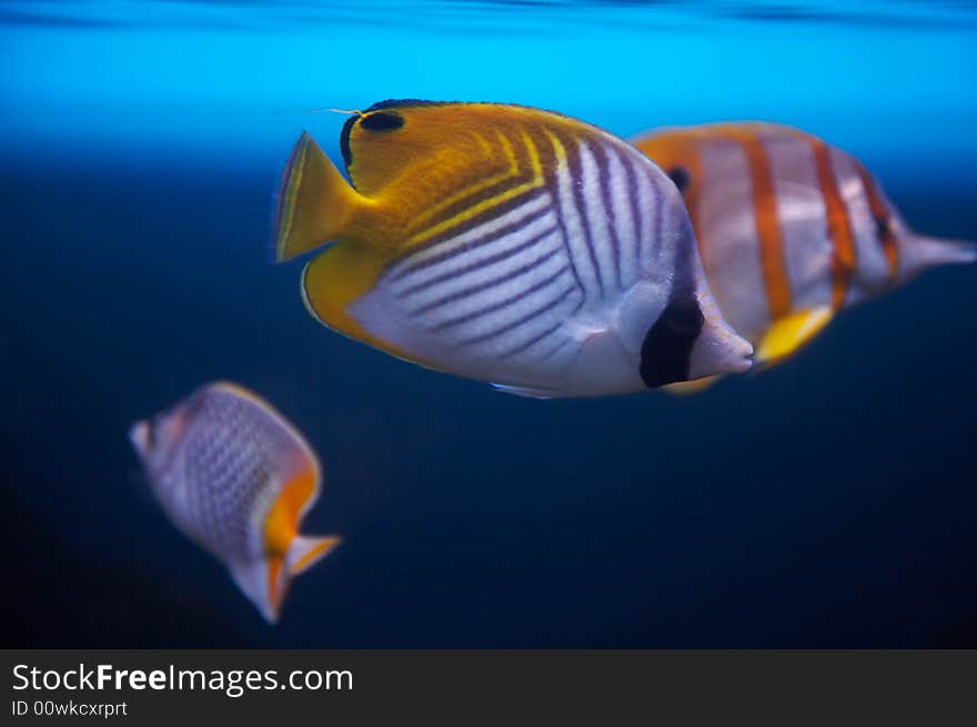 Butterfly fishes.