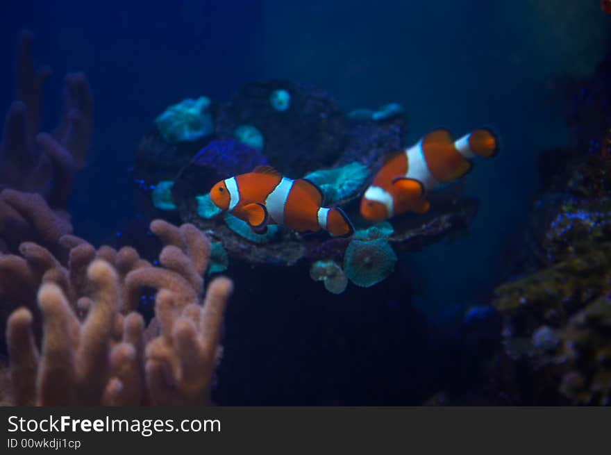 Frolicking small fishes, sea life. Frolicking small fishes, sea life.