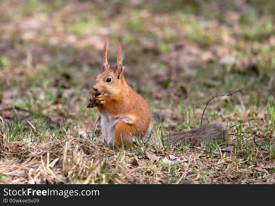 Small and very curiosity animal, wild squirrel