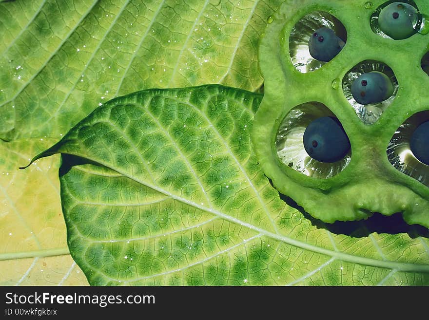 Lotus Seeds