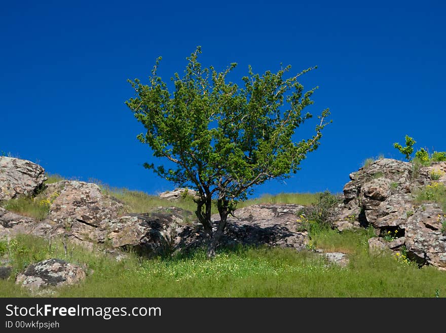 The green grass and tree