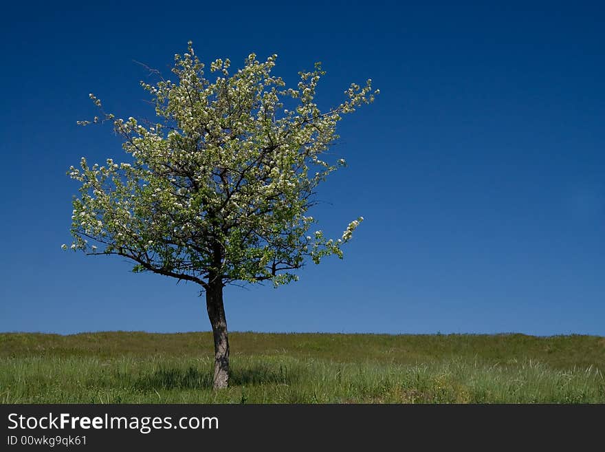 Nature:The green grass and tree