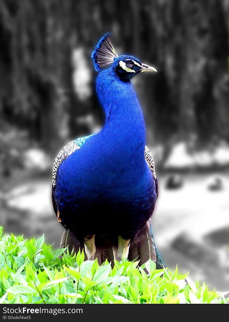 Peacock