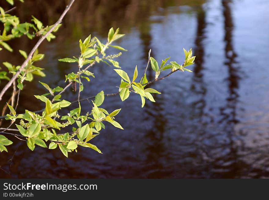 Fresh green branch under the water of a small forest river