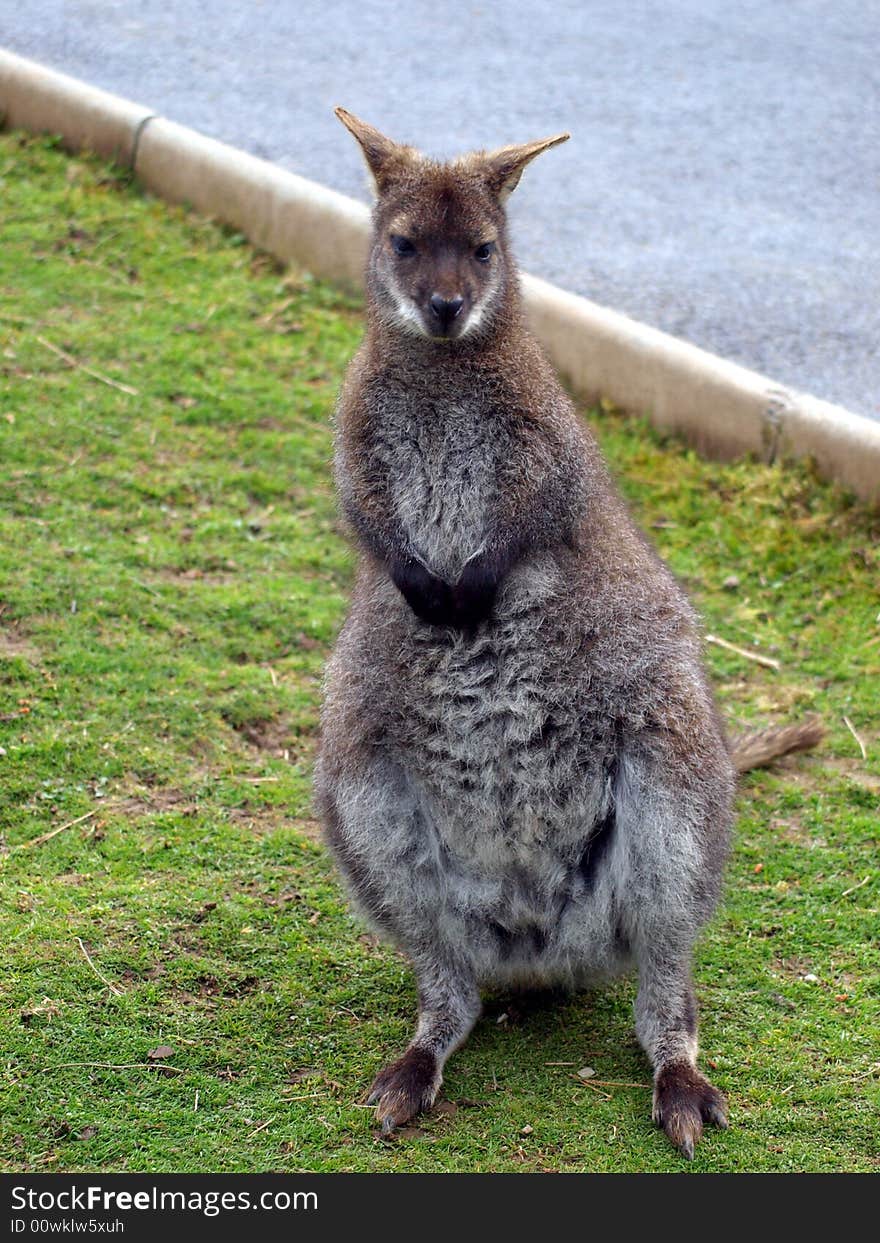 Beautiful young female wallaby in captivity (endangered species) stood upright on grass