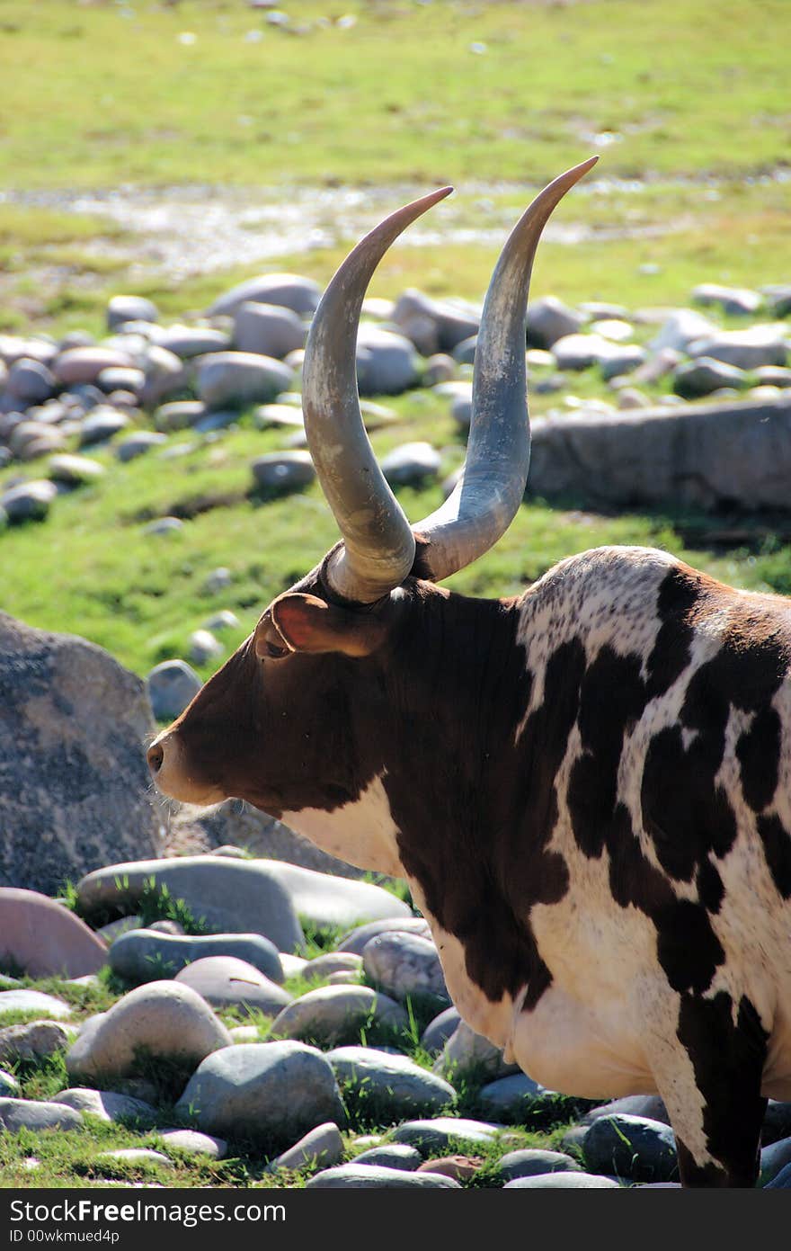 Profile of brahma bull with long horns taken at the Phoenix Zoo in Arizona. Profile of brahma bull with long horns taken at the Phoenix Zoo in Arizona