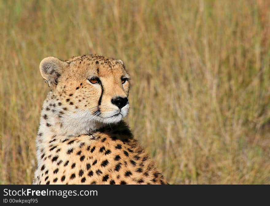 Cheetah